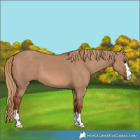 Horse Color:Red Dun 