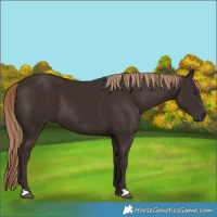 Horse Color:Liver Chestnut