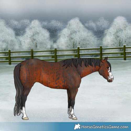 Horse Color:Black  and Bay 