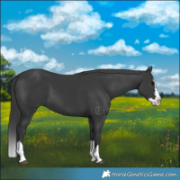 Horse Color:Black Splash 