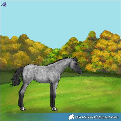 Horse Color:Unknown 