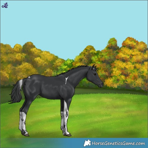 Horse Color:Unknown 