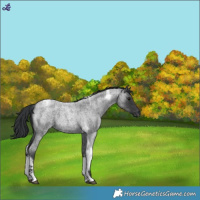 Horse Color:Blue Roan Tobiano 