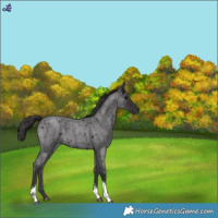 Horse Color:Smoky Blue Roan Tobiano 