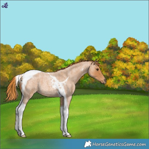 Horse Color:Red Roan Tobiano 