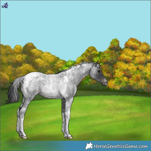 Horse Color:Blue Roan Tobiano Rabicano 