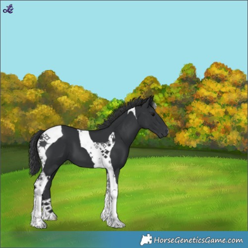 Horse Color:Black Tobiano 