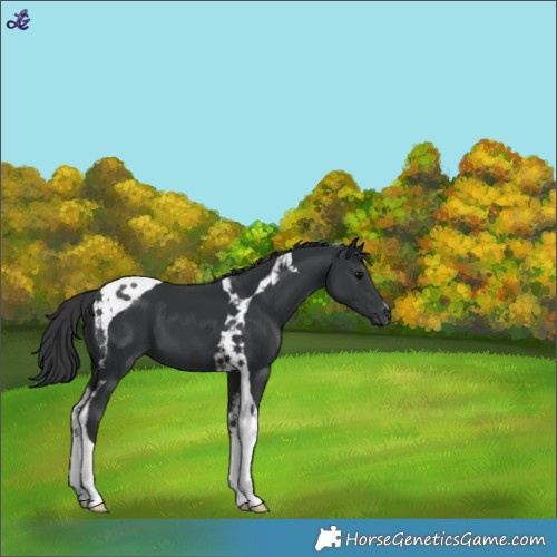 Horse Color:Black Tobiano 