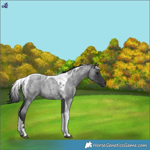 Horse Color:Blue Roan Tobiano 