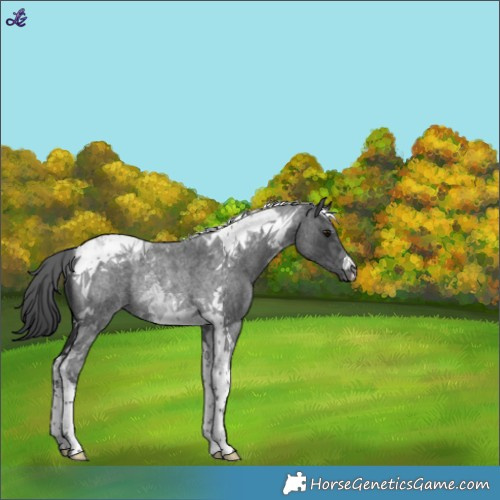 Horse Color:Blue Roan Tobiano Rabicano 