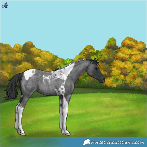 Horse Color:Blue Roan Tobiano 
