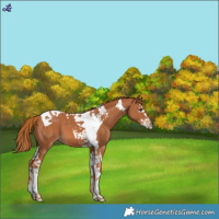 Horse Color:Chestnut Splash Tobiano