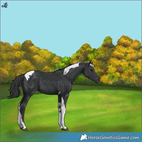 Horse Color:Black Tobiano 