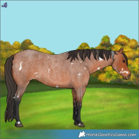 Horse Color:White Spotted Bay Roan