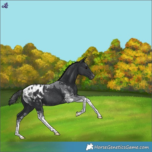 Horse Color:Black Tobiano Appaloosa Rabicano 