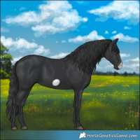 Horse Color:Black Frame 