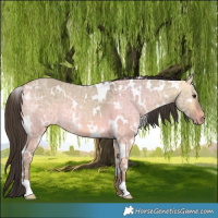 Horse Color:White Spotted Buckskin Ice Dun 