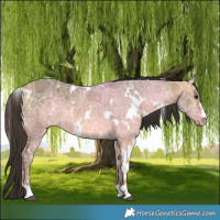 Horse Color:White Spotted Buckskin Ice Dun 