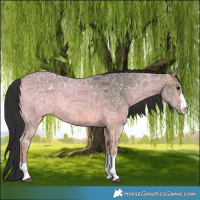 Horse Color:Brown Ice Dun