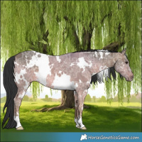 Horse Color:White Spotted Brown Ice Dun