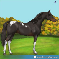 Horse Color:Liver Chestnut Tobiano 