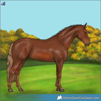 Horse Color:Chestnut 