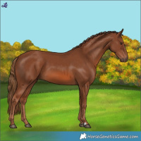 Horse Color:Chestnut 