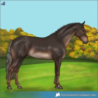 Horse Color:Liver Chestnut Mushroom