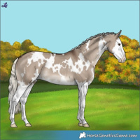 Horse Color:White Spotted Liver Red Dun Mushroom Splash
