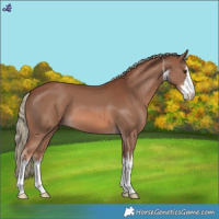 Horse Color:White Spotted Chestnut Mushroom 