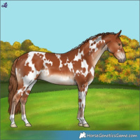 Horse Color:White Spotted Chestnut 