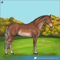 Horse Color:Chestnut Mushroom