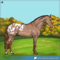 Horse Color:Red Dun Blanket 