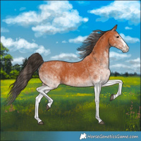 Horse Color:White Spotted Bay Splash  and White Spotted Bay Splash Rabicano 