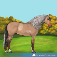 Horse Color:Bay Dun  and Silver Bay Dun 