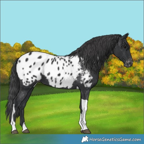 Horse Color:Black Tobiano Appaloosa Rabicano 