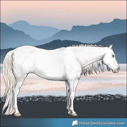 Horse Color:Gold Cream Champagne Dun Splash Tobiano Frame Near Leopard Rabicano 