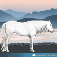 Horse Color:Gold Cream Champagne Dun Splash Tobiano Frame Near Leopard Rabicano 