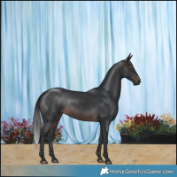 Horse Color:Brown Rabicano