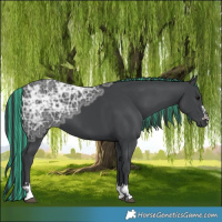 Horse Color:Painted Black Ice 