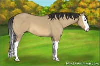 Horse Color:Bay Dun Splash