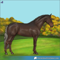 Horse Color:Liver Chestnut Mushroom