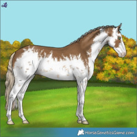 Horse Color:White Spotted Chocolate Palomino Mushroom 
