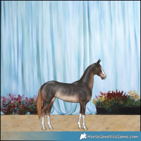 Horse Color:Liver Chestnut Rabicano 