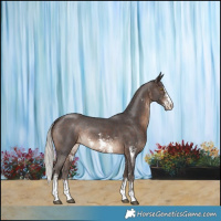 Horse Color:Silver Brown Sabino Rabicano 