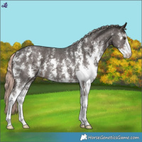 Horse Color:Liver Chestnut Mushroom Sabino