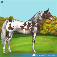Horse Color:White Spotted Liver Chestnut Mushroom Appaloosa 