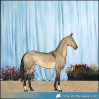 Horse Color:Buckskin Dun Rabicano 