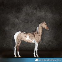 Horse Color:Liver Red Dun Tobiano Rabicano Brindle