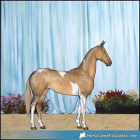 Horse Color:Chocolate Palomino Dun Tobiano 